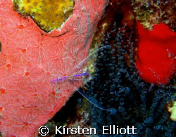 Pederson shrimp by Kirsten Elliott 